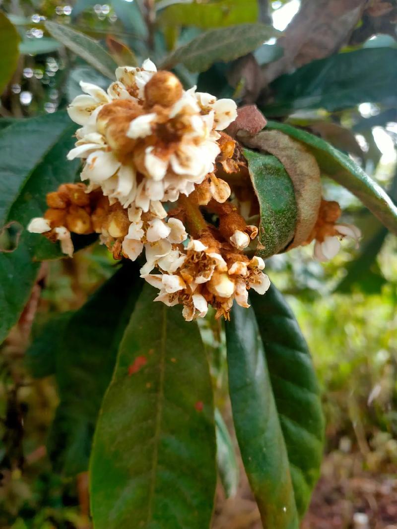 ��ӻԵ���(��ӻԵ��ݵĴ�����)